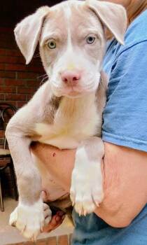 Brody -  Pit Bull Terrier and Husky Dog for Adoption in Princeton, Massachusetts - Brody | PetCurious