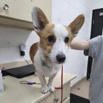 Benito -  Cardigan Welsh Corgi Dog for Adoption in Ardmore, Oklahoma - Benito | PetCurious