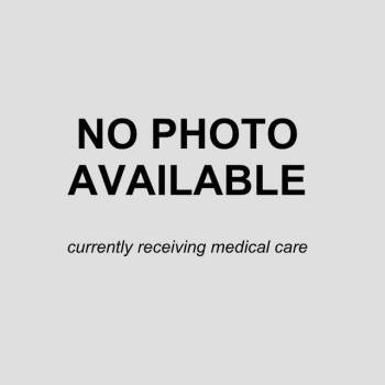 PIP -  Labrador Retriever Dog for Adoption in San Antonio, Texas - PIP | PetCurious