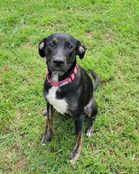 Gabby -  Labrador Retriever and Pit Bull Terrier Dog for Adoption in Lisbon, Ohio - Gabby | PetCurious