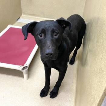 Yoshi -  Black Labrador Retriever and German Shepherd Dog Dog for Adoption in Monroe, Georgia - Yoshi | PetCurious