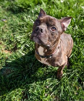 Rescue Pit Bull Terrier Dogs for Adoption in Philadelphia, Pennsylvania - CROWN | PetCurious