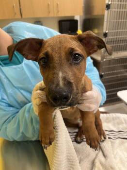 Kim -  Mixed Breed Dog for Adoption in Raleigh, North Carolina - Kim | PetCurious