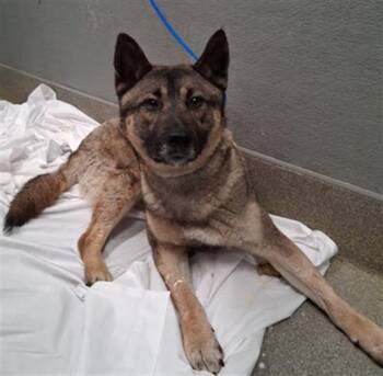 Shih Tzu and Mixed Breed Dogs Available for Adoption in Las Vegas, Nevada - HANK | PetCurious