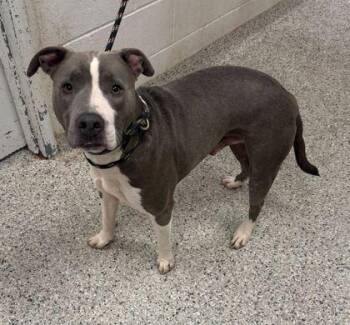 Zoobie -  Pit Bull Terrier and Mixed Breed Dog Available for Adoption in Kansas City, Missouri - Zoobie | PetCurious