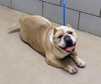 Mixed Breed Dogs Available for Adoption - Mocha | PetCurious