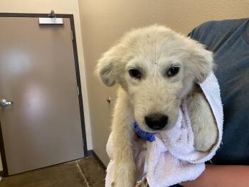 DAISY MAE - ADOPTION PENDING -  Great Pyrenees Dog for Adoption in Ontario, California - DAISY MAE - ADOPTION PENDING | PetCurious