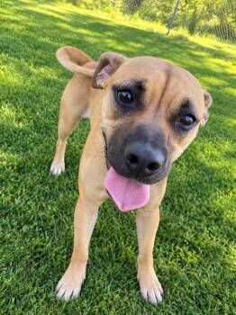 Pixie -  Mixed Breed Dog for Adoption in Lagrange, Indiana - Pixie | PetCurious