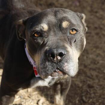 MOXIE -  American Staffordshire Terrier Dog for Adoption in San Antonio, Texas - MOXIE | PetCurious