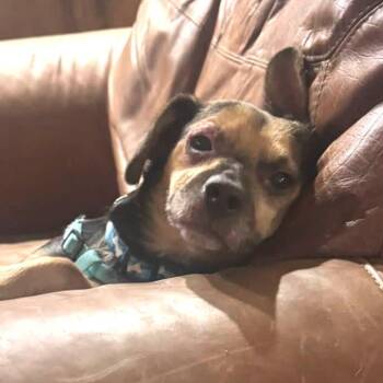 Acorn -  Pug and Chihuahua Dog for Adoption in Minneapolis, Minnesota - Acorn | PetCurious