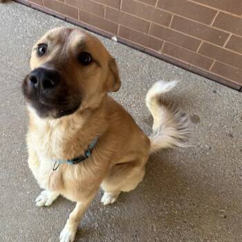 Lou 3193 -  Mixed Breed Dog for Adoption in Hamilton, Georgia - Lou 3193 | PetCurious