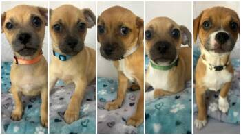 THE BACKSTREET BOYS -  Pug Dog for Adoption in Dallas, Texas - THE BACKSTREET BOYS | PetCurious