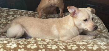 Rescue Chihuahua and Jack Russell Terrier Dogs for Adoption in Attalla, Alabama - Bobby | PetCurious