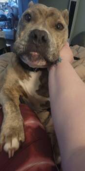 Pit Bull Terrier and Mixed Breed Dogs Available for Adoption - Kratos | PetCurious