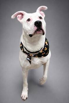 Locket (deaf) -  Pit Bull Terrier and Mixed Breed Dog for Adoption in Bowling Green, Kentucky - Locket (deaf) | PetCurious