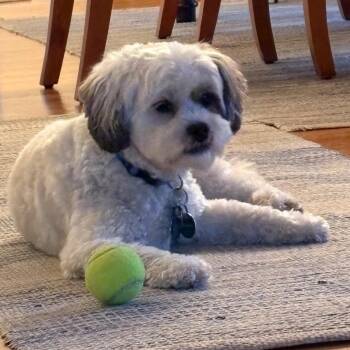 Mikey -  Shih Tzu and Miniature Poodle Dog for Adoption in Danville, Vermont - Mikey | PetCurious