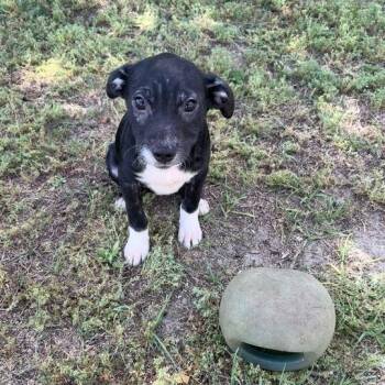 Labrador Retriever Dogs Available for Adoption in Valdosta, Georgia - Biscotti | PetCurious