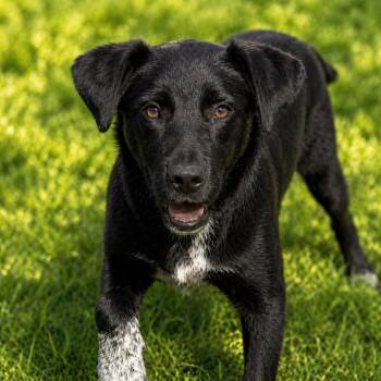 Black Labrador Retriever and Border Collie Dogs Available for Adoption in Brookeville, Maryland - Midnight | PetCurious