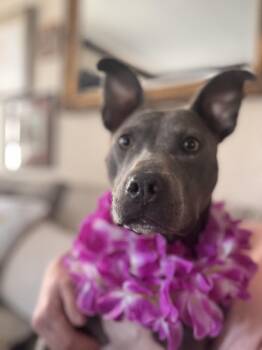 Pit Bull Terrier and Labrador Retriever Dogs Available for Adoption - Dylia | PetCurious