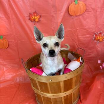 Jose -  Chihuahua Dog for Adoption in Fresno, California - Jose | PetCurious