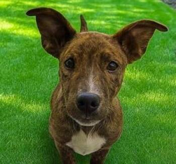 Rescue Pit Bull Terrier and Mixed Breed Dogs for Adoption in Carrollton, Texas - Sal Spudder | PetCurious