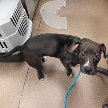 Miles -  Mixed Breed Dog for Adoption in Chattanooga, Tennessee - Miles | PetCurious