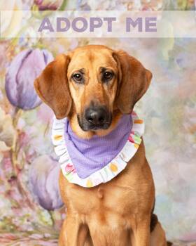 Maddie -  Bloodhound and German Shepherd Dog Dog for Adoption in Frisco, Texas - Maddie | PetCurious