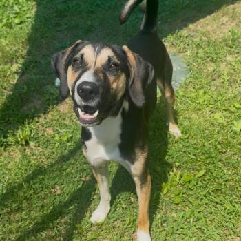 Hunter -  Beagle and Hound Dog for Adoption in Fairmont, West Virginia - Hunter | PetCurious