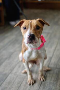 Pit Bull Terrier Dogs Available for Adoption in Frankfort, New York - Watson | PetCurious