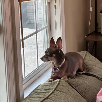 Rescue Chihuahua Dogs for Adoption in Wadsworth, Ohio - Coco | PetCurious