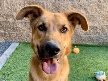 SAVE ME PLEASE Mark - IDA554868 -  German Shepherd Dog Dog for Adoption in San Marcos, California - SAVE ME PLEASE Mark - IDA554868 | PetCurious
