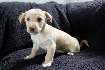 Dachshund and Chihuahua Dogs Available for Adoption - Frankie  | PetCurious