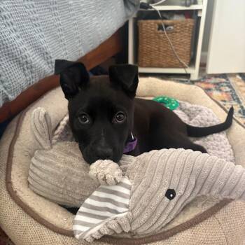 Chihuahua and Mixed Breed Dogs Available for Adoption in Raleigh, North Carolina - Lady Sadie | PetCurious