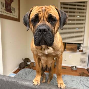 Mama -  Bullmastiff Dog for Adoption in Manchester, Pennsylvania - Mama | PetCurious