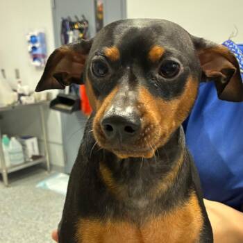 Bane -  Miniature Pinscher Dog for Adoption in Greenville, South Carolina - Bane | PetCurious