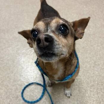 Herbert -  Chihuahua and Jack Russell Terrier Dog for Adoption in Bristol, Indiana - Herbert | PetCurious
