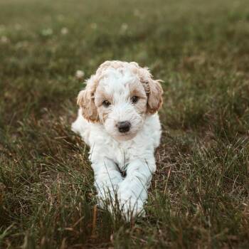 Shakespeare -  Miniature Poodle Dog for Adoption in Minneapolis, Minnesota - Shakespeare | PetCurious