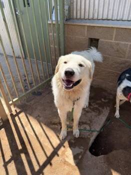 Browser -  Great Pyrenees Dog for Adoption in Hobbs, New Mexico - Browser | PetCurious