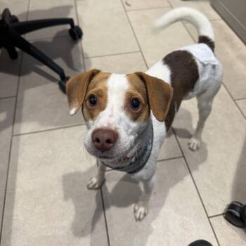 Hank -  Jack Russell Terrier Dog for Adoption in Branford, Connecticut - Hank | PetCurious