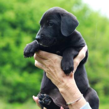Catahoula Leopard Dog and Mixed Breed Dogs Available for Adoption in Stormville, New York - CT Morel Avail May 30 (Ellington, CT) | PetCurious