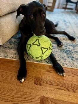 Ziggy -  Labrador Retriever Dog for Adoption in Portland, Maine - Ziggy | PetCurious