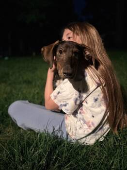 Dante -  Shepherd Dog for Adoption in Willingboro, New Jersey - Dante | PetCurious