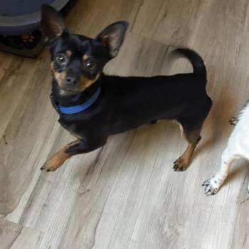 Chihuahua and Mixed Breed Dogs Available for Adoption in Kansas City, Missouri - Roscoe | PetCurious