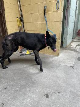 Belgian Shepherd Malinois Dogs Available for Adoption in Stockton, California - RUBY | PetCurious