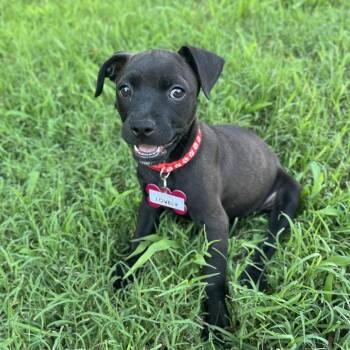 Lovely -  Pit Bull Terrier Dog for Adoption in Wake Forest, North Carolina - Lovely | PetCurious