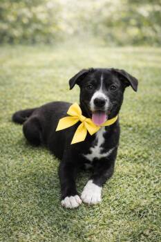 Black Labrador Retriever and American Bulldog Dogs Available for Adoption - Harlow | PetCurious