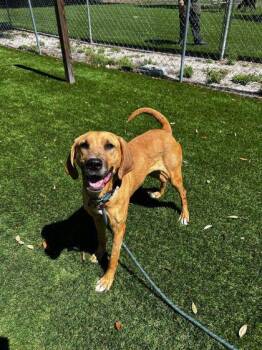 Hound and Mixed Breed Dogs Available for Adoption in Daytona Beach, Florida - Vek - 2 | PetCurious