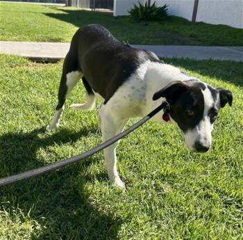 Rescue Border Collie and Mixed Breed Dogs for Adoption in Camarillo, California - A873163 | PetCurious