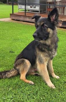 Riku -  German Shepherd Dog Dog for Adoption in Rome, Georgia - Riku | PetCurious