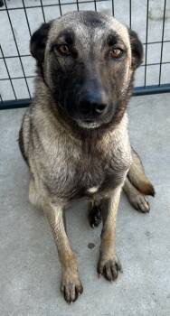 Rescue Belgian Shepherd Malinois Dogs for Adoption in Tulare, California - Betsy | PetCurious